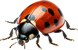 Marienkäfer