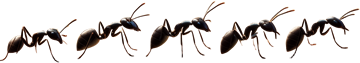 Ameisen Ameisen