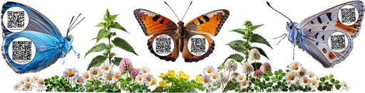 Wiese mit QR-Schmetterlingen