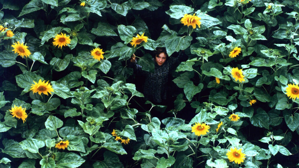 ackern - Kind im Sonnenblumenfeld (2000)