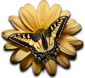 Zitronenfalter-auf-Bluete