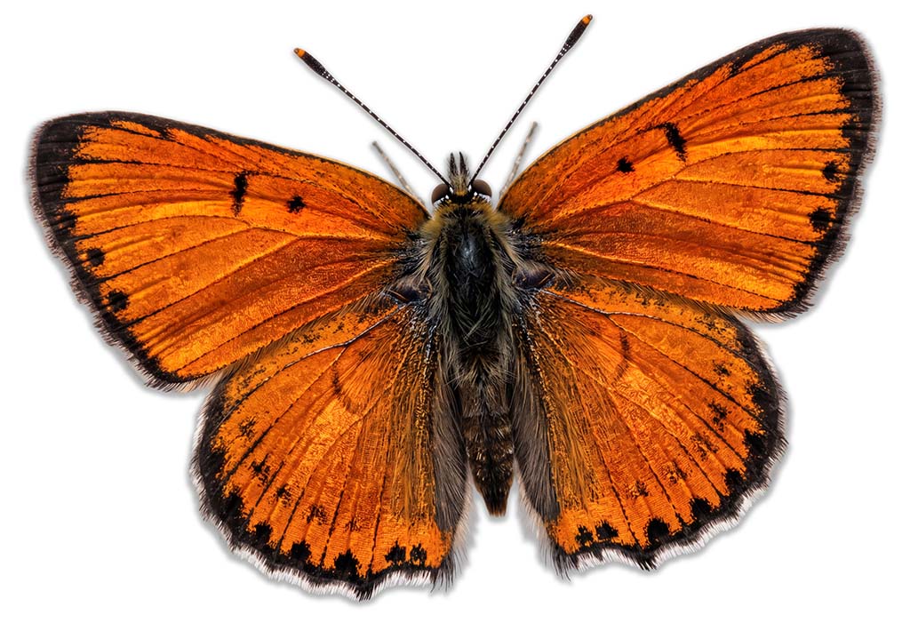 Großer Feuerfalter (Lycaena dispar) · Grafik © Red-Eye 2026